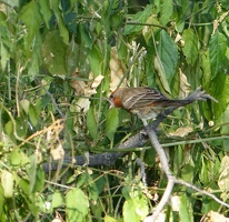 House Finch